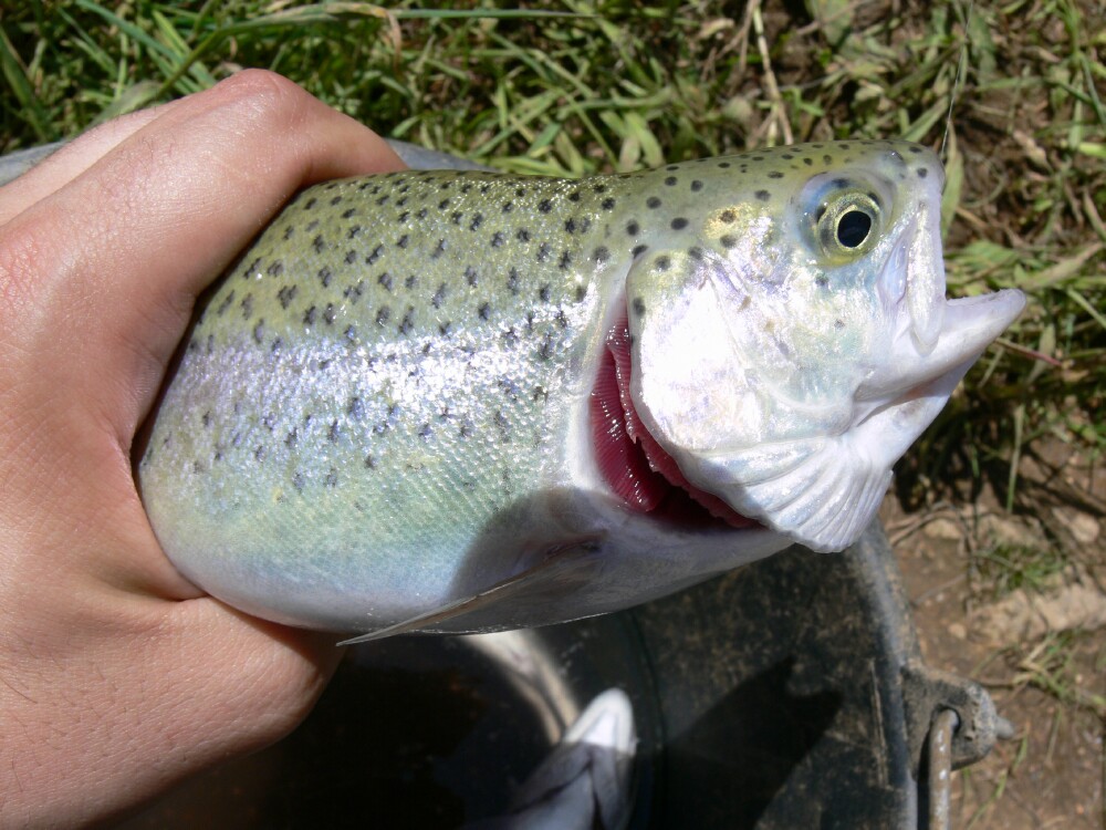 Alaska sport fishing species, Alaska fish species